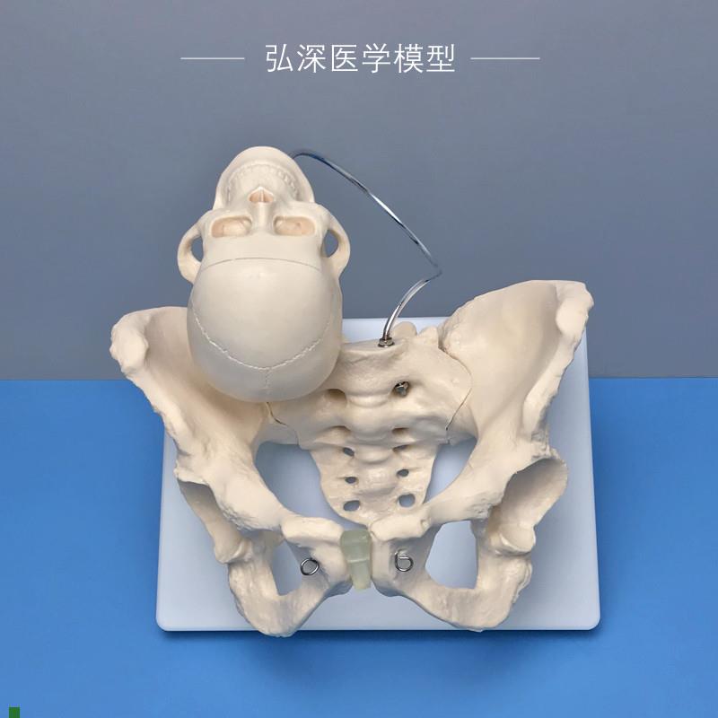 女性骨盆带胎儿头骨模型人体盆骨C骼妇产科助产分娩医学示教学模
