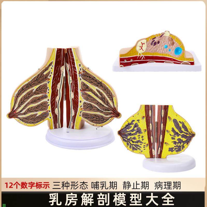 哺乳期乳房模g型胸部解剖乳房结构造乳房乳腺病变模型催乳师教具,玩具/童车/益智/积木/模型,其他模型玩具,淘宝优惠券,粉丝福利购,淘宝优惠卷