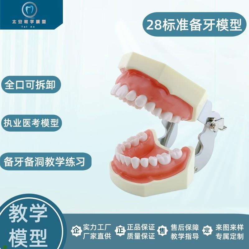 备牙练习模型牙科模p型牙齿模型仿真练习牙科口腔教学备牙模型