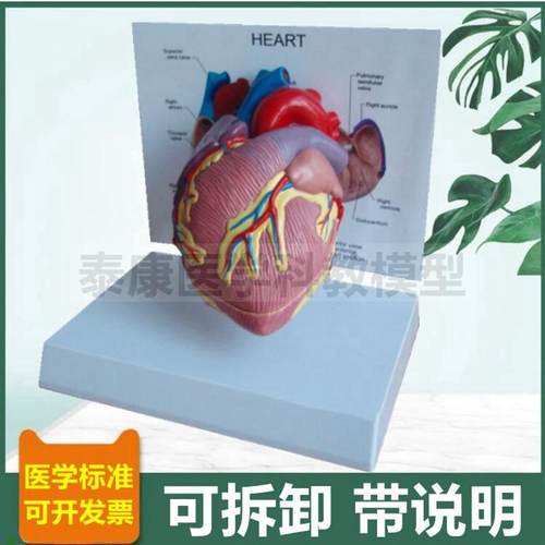 人体心脏解d剖模型心血管B超彩超教学冠状动脉心室心房瓣膜临床医