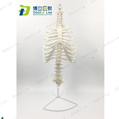 医学人体脊柱胸廓结构模型脊椎骨K盆整骨胸骨肋骨胸腔骼