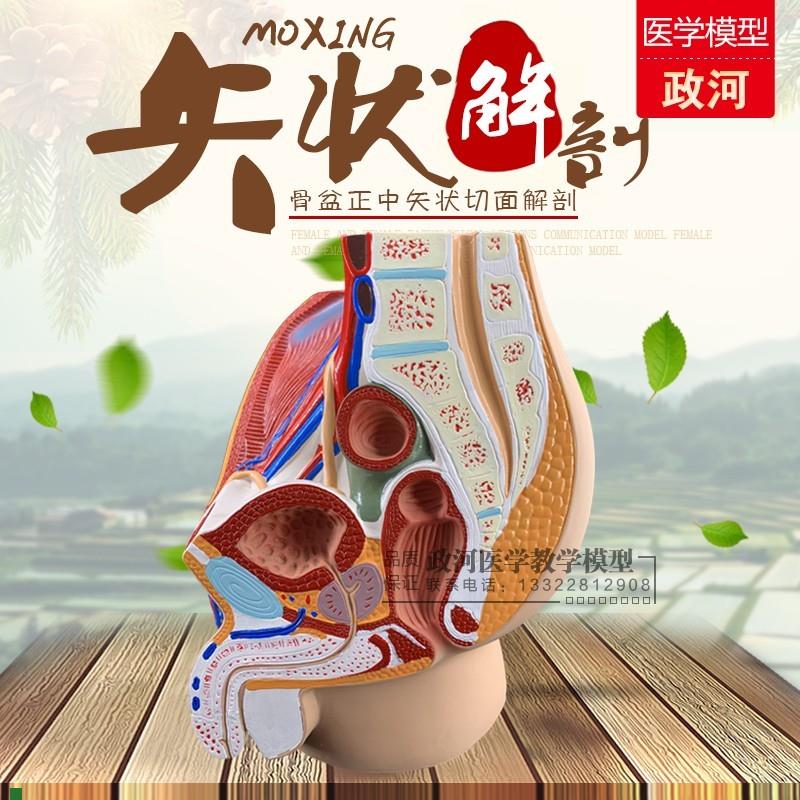 男性生殖泌尿系统模型盆腔解剖结构模型前列S腺生殖器矢状解剖