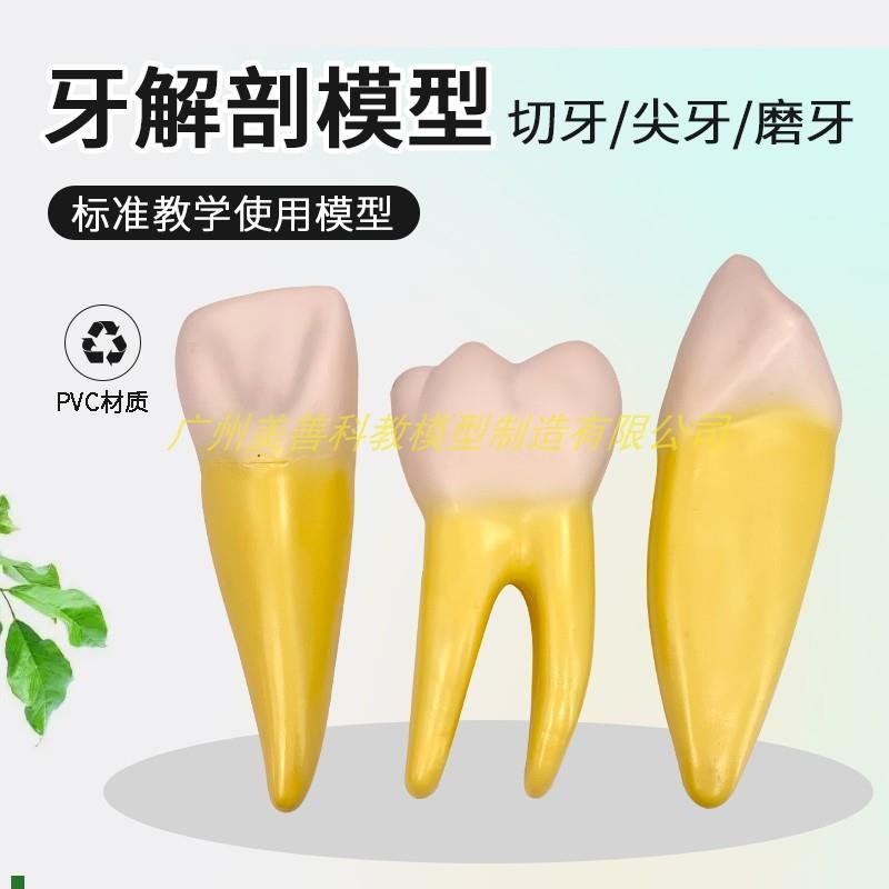 人体牙齿模型磨牙切牙尖s牙放大解剖2部件牙齿结构牙模幼儿教具