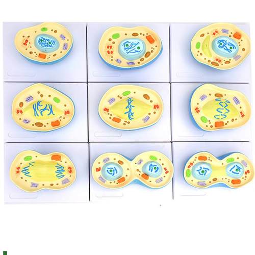 ENOVO颐诺细胞有丝分s裂模型9部件核模核仁染色体细胞质纺锤丝细