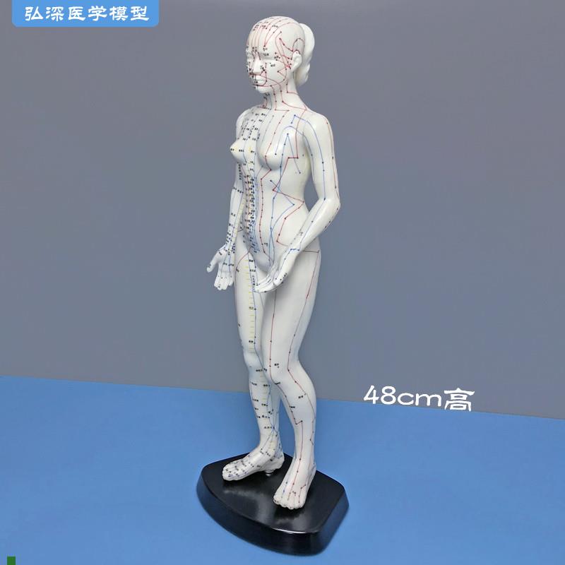 48cm高女性人体针灸穴位模型国标经穴奇穴中医经络通Z用教学模具