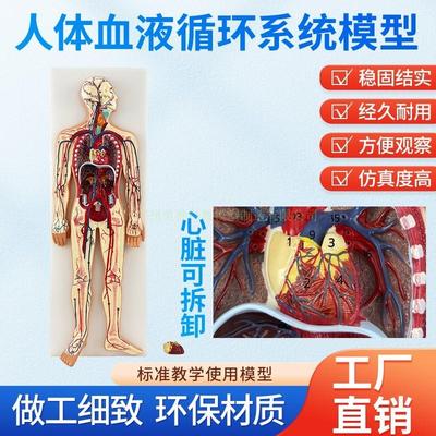 医学仿真人体血液循环p系统模型心脏外科动脉静脉神经血管解剖教