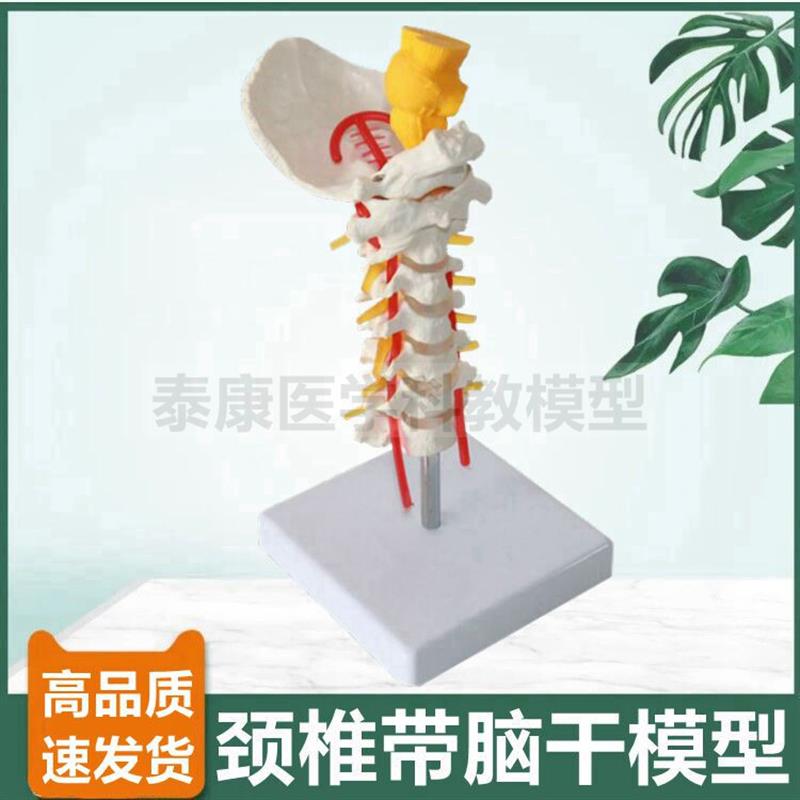 1比1颈椎模型带枕骨脑干仿真颈动脉神经正M骨功能演示错位侧弯旋