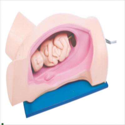 分娩机转示教模型产科分娩模D具手摇分娩机制示教模型