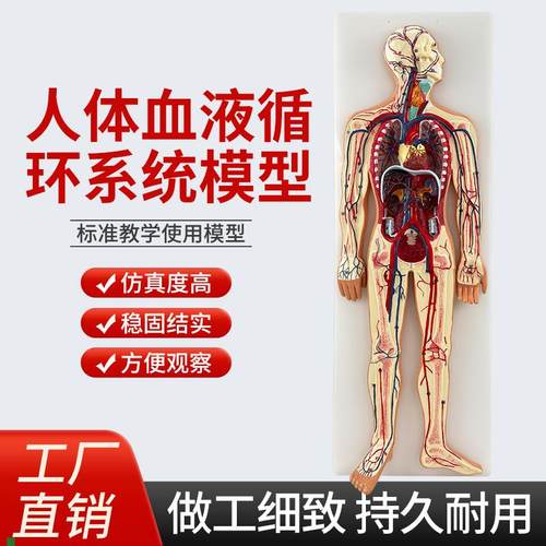 人体血液循环系统模型心血管y介入心脏解剖心脑血管动脉静脉模型