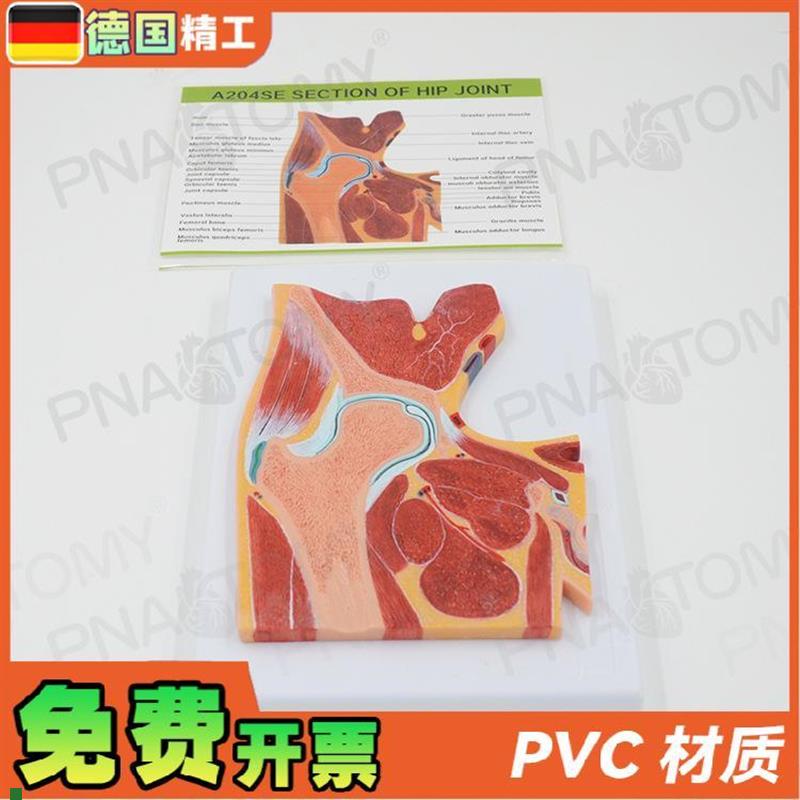 德国人体MRI髋关节骨骼肌肉剖面构造解K剖模型医学骨科疼痛科教学