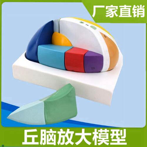 丘脑模型灰质核团可拆卸仿真医学教具间脑基N底核人体脑中枢医教