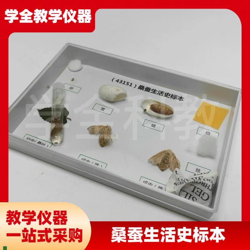 科普教学用动物标本43151桑蚕生活史I发育标本真实昆虫标本科普用