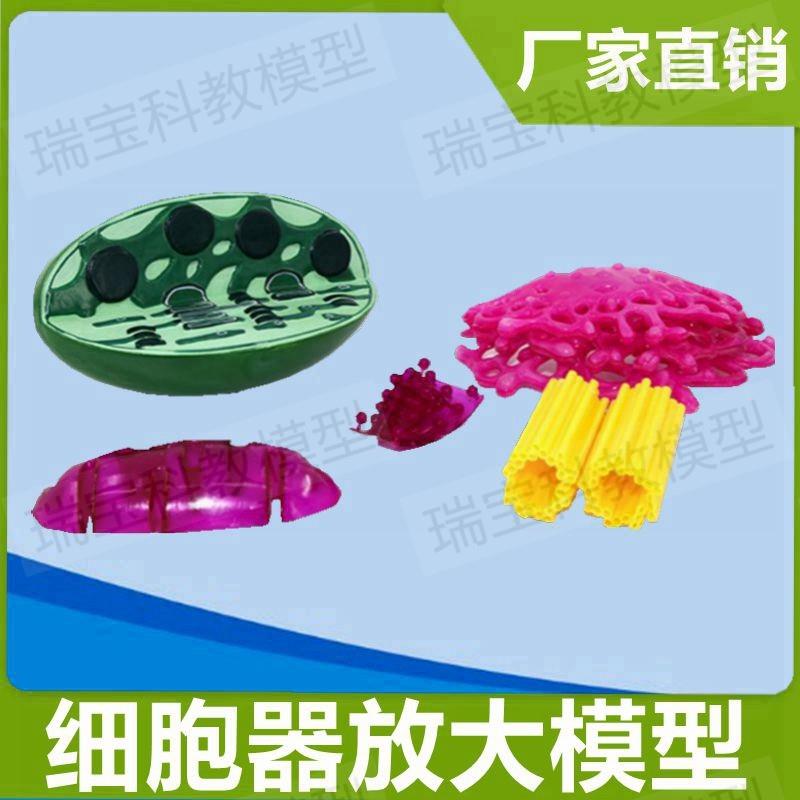 细胞器模型高尔基体中心体动植物细E胞结构生物课仪器中学生实验
