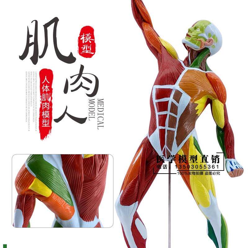 医学美术人体全身肌肉q模型运动肌肉解剖系统健身教学肌肉解剖