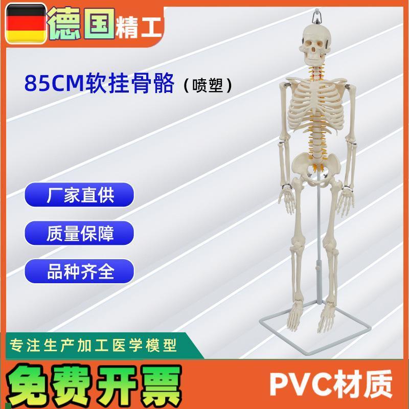 德国】医学人体85公分软挂骨骼J模型教学器材模具演示