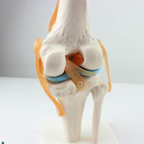 ENOVO颐诺医学人体功能性膝关节模型韧带滑P车关节人体骨关节髌骨