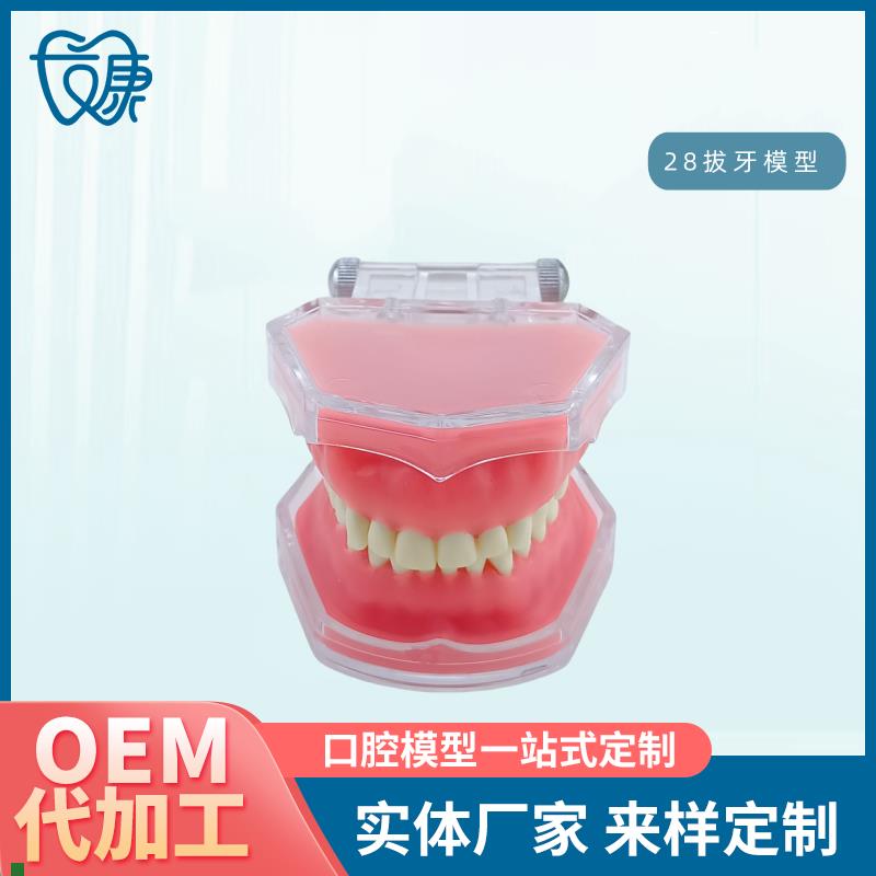 牙科模型牙齿模k型拔牙模型全口可拆卸牙模型软牙龈模型