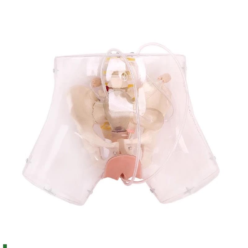 高级透明刮宫模型透明刮宫教学K模型女性计划生育模型