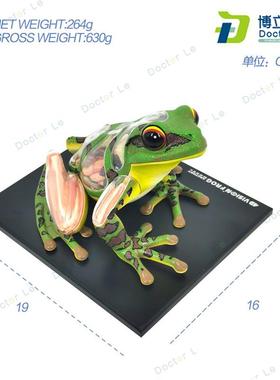 4DMaster青蛙标本解剖模型内脏骨骼拼装O学生科普实验器材教具