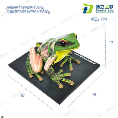 4DMaster青蛙标本解剖模型内脏骨骼拼装O学生科普实验器材教具