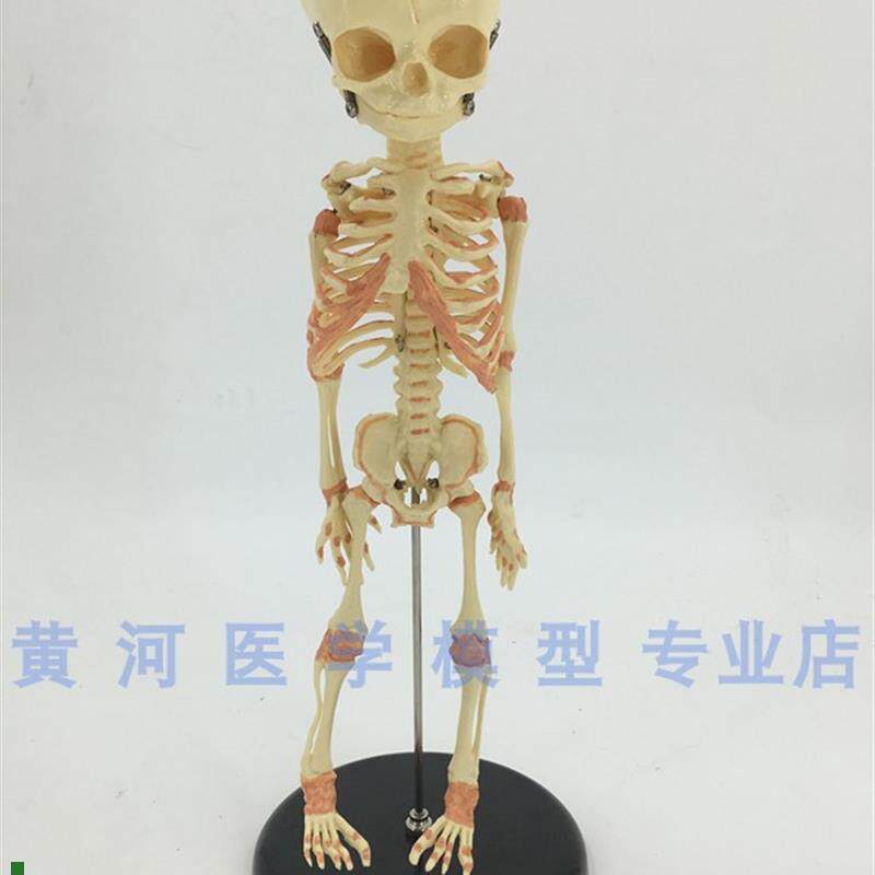 婴儿骷髅幼儿骨骼模型婴儿z骨骼模型骨科人体骨架脊柱模型