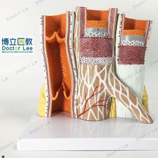 人体血管模型动脉与静脉解剖y放大模型动静脉模型血管放大模型