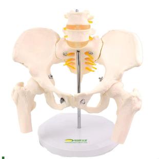 ENOVO颐诺女性骨盆q康复矫正模型骨盆前倾后倾侧倾左右旋转髋骨盆