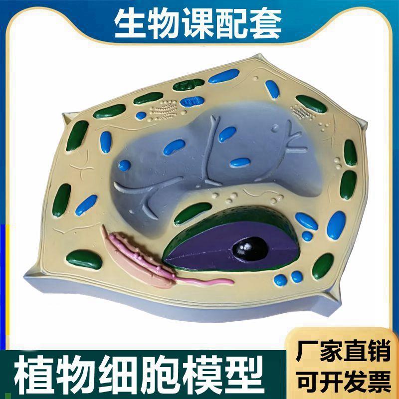 植物细胞模型细胞器叶绿t体初中高中生物课实验器材教学模具
