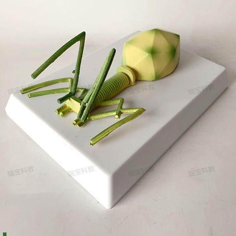 噬菌体细菌模型真菌藻r类放线菌螺旋体中学装备生物实验器材,玩具/童车/益智/积木/模型,其他模型玩具,淘宝优惠券,粉丝福利购,淘宝优惠卷