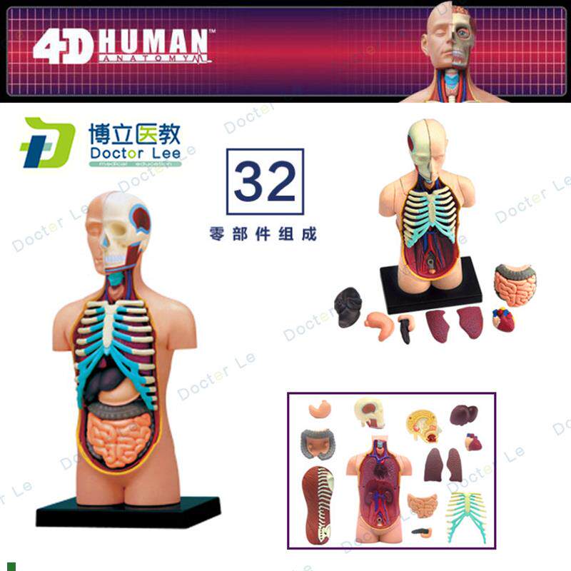 人体器官解剖拼h装模型大脑内脏肌肉骨骼医学教学DIY玩具4DMASTER
