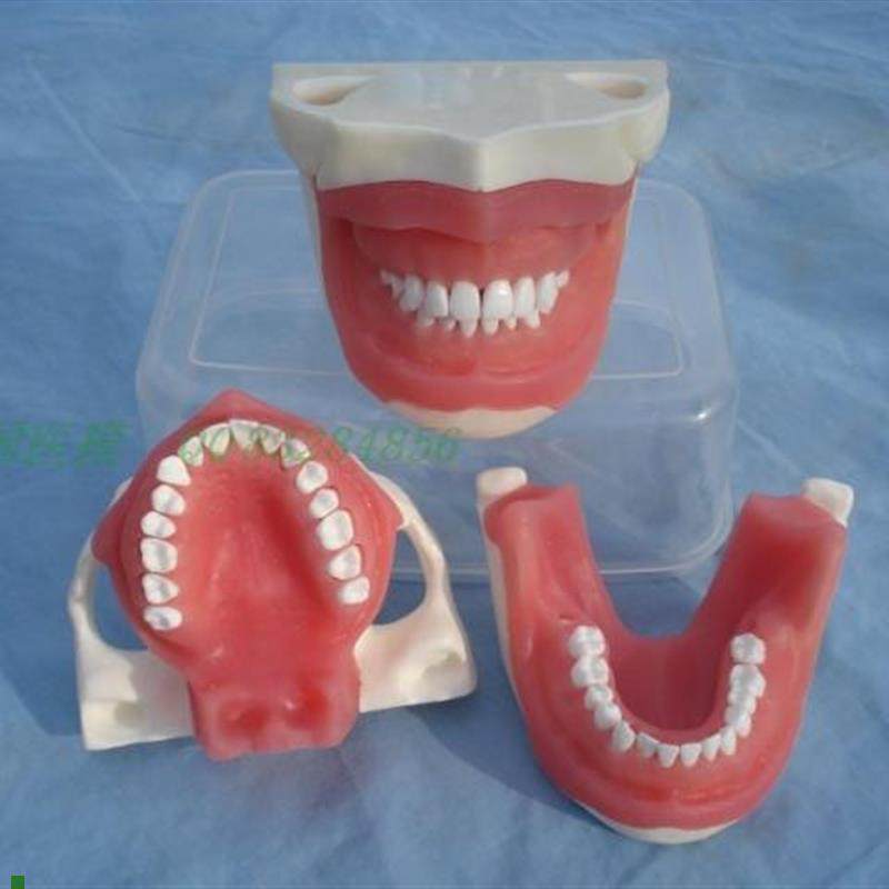 ENOVO颐诺口腔执业r考核拔牙麻醉拔牙模型口腔外科教学实习模型口