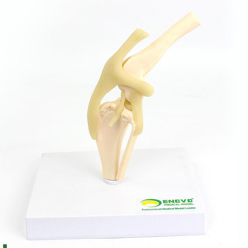 颐诺ENOVO狗j犬膝关节模型犬关节韧带骨头动物骨骼标本骨质疏松宠