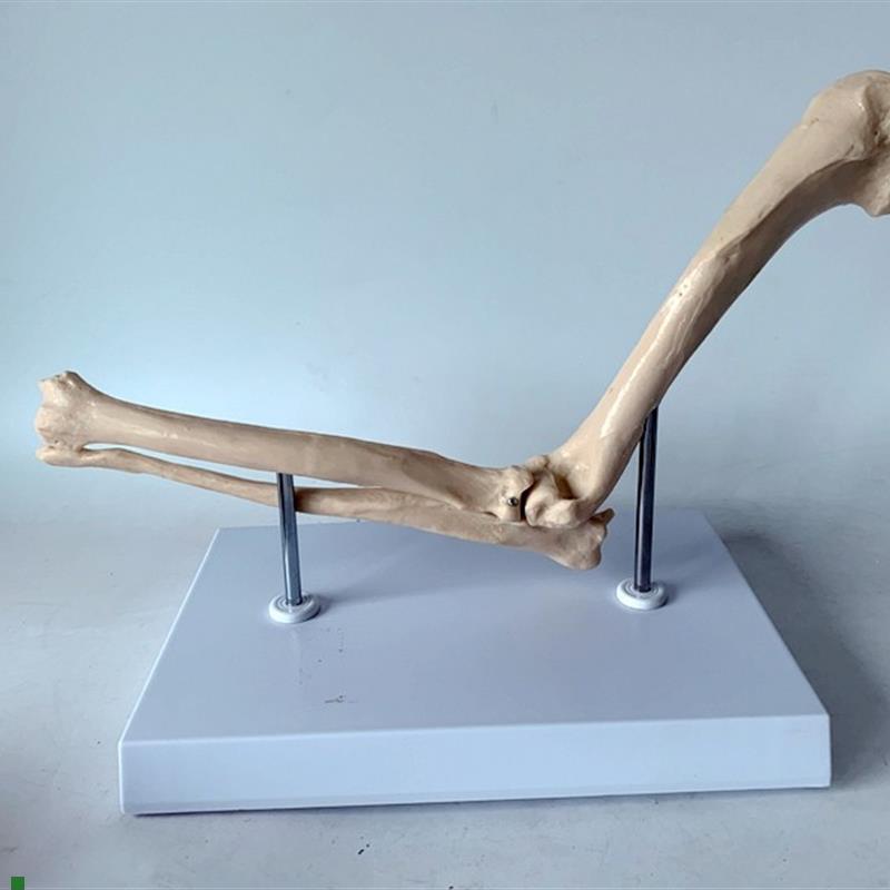 狗肘关节狗骨骼k狗骨架狗模型犬骨关节犬肘关节犬骨架犬模型