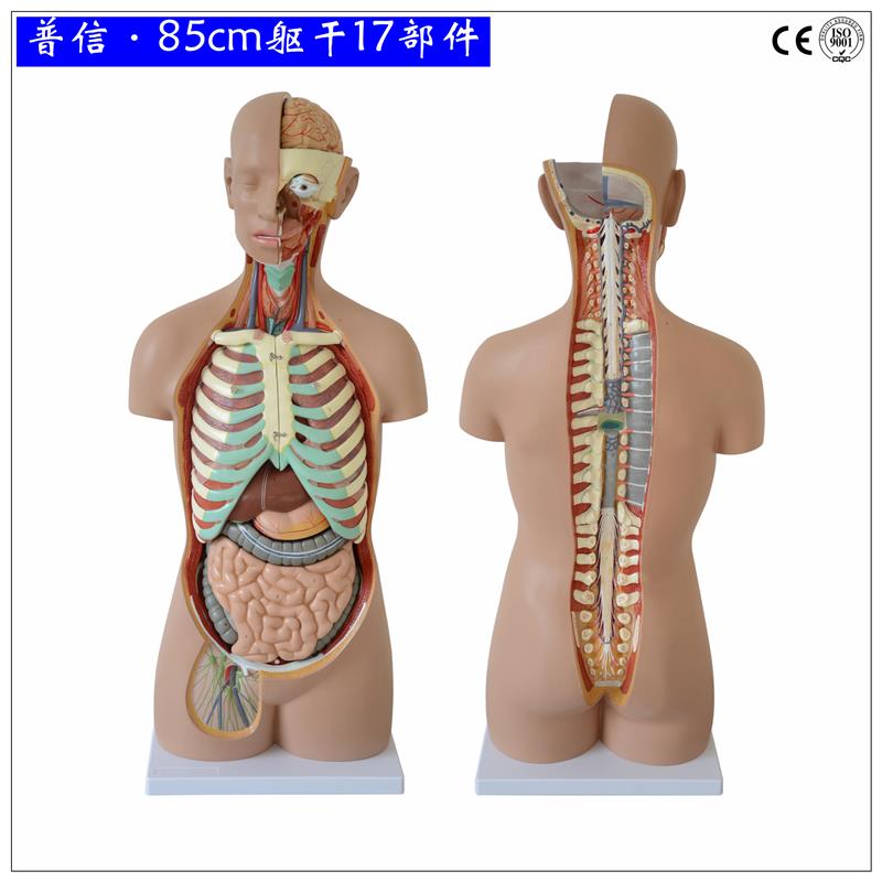 可拆分人体躯干85cm无性开背1比1成人大小医Q用人体器官解剖模型