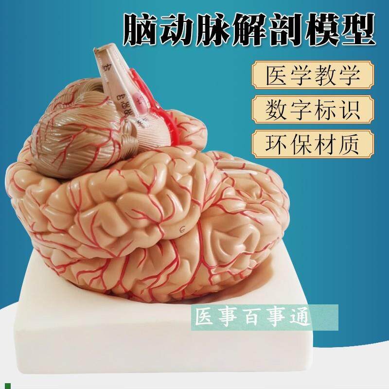 脑模型脑功能区域模型解剖模型人体大脑N解剖模型教用医用包邮