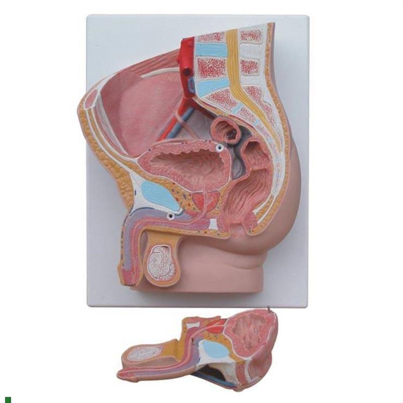 男性盆腔正中矢状解剖模型2件人体盆腔切面S解剖计生教具模型