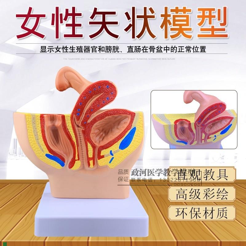 女性盆腔矢状解剖模型女性生殖泌尿系H统小型女性盆腔计生演示包