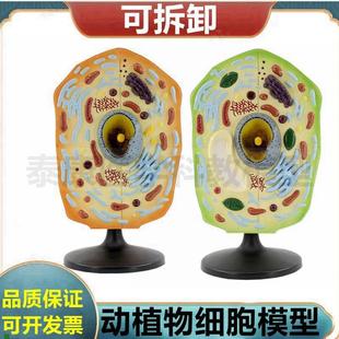 动物细胞模型细胞膜细胞核u细胞器可拆卸生物课展示医用细胞微细