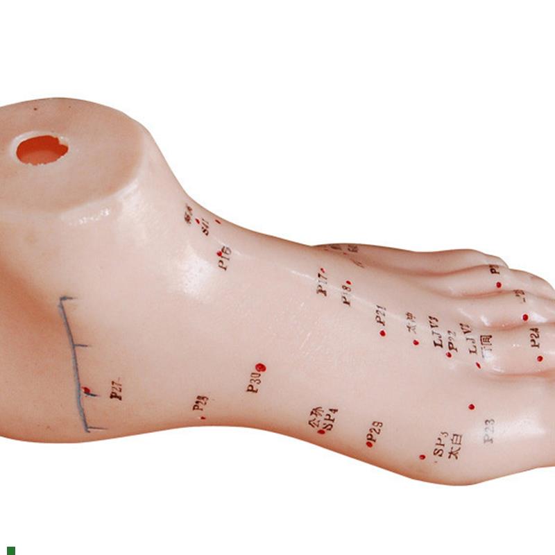 CY-XC510足F针灸模型13CM