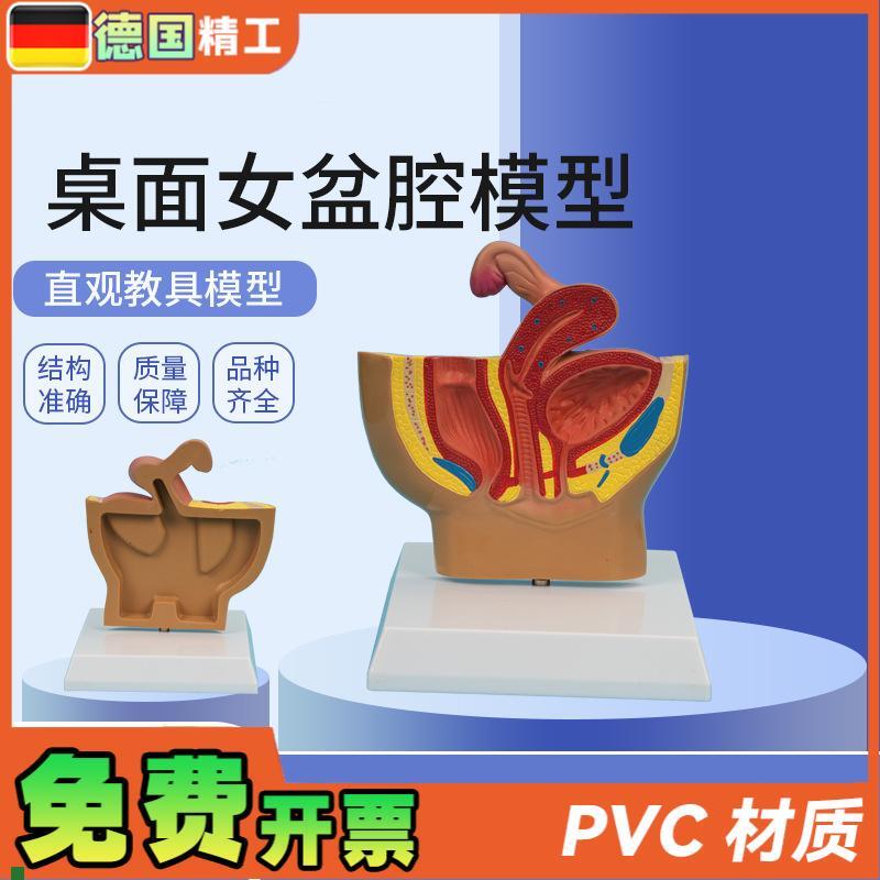 适配德国】PNT-05801桌面女盆腔模型女性盆腔矢状切教学仿真女盆