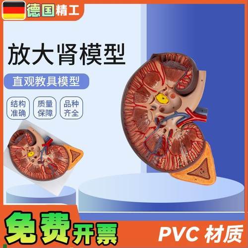 德国】放大肾模型肾解剖s附人体医学解剖模型教学培训肾上腺放大