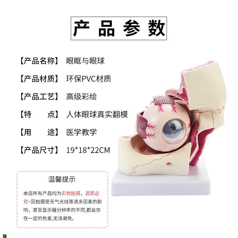 眼球与眼眶放g大模型人体医学眼睛解剖模型眼部教学专用模型
