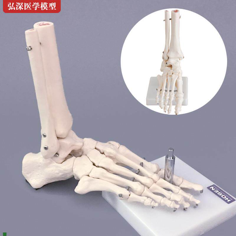 脚骨模型人体脚踝关节脚掌部骨骼解剖结构足部腓骨U科医学教学模