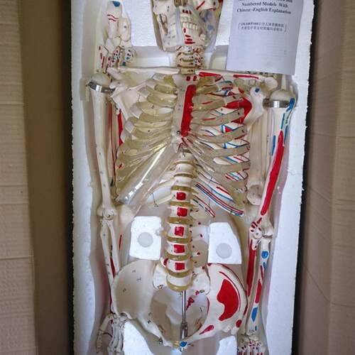 170CM人体骨骼模型肌肉起止点数字编码骷髅骨架 医用Y教学讲解展