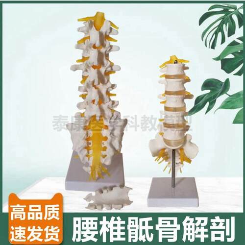 1比1腰椎模型椎间盘脊神经骶骨尾骨瑜伽功能健Q身馆装备正骨小针