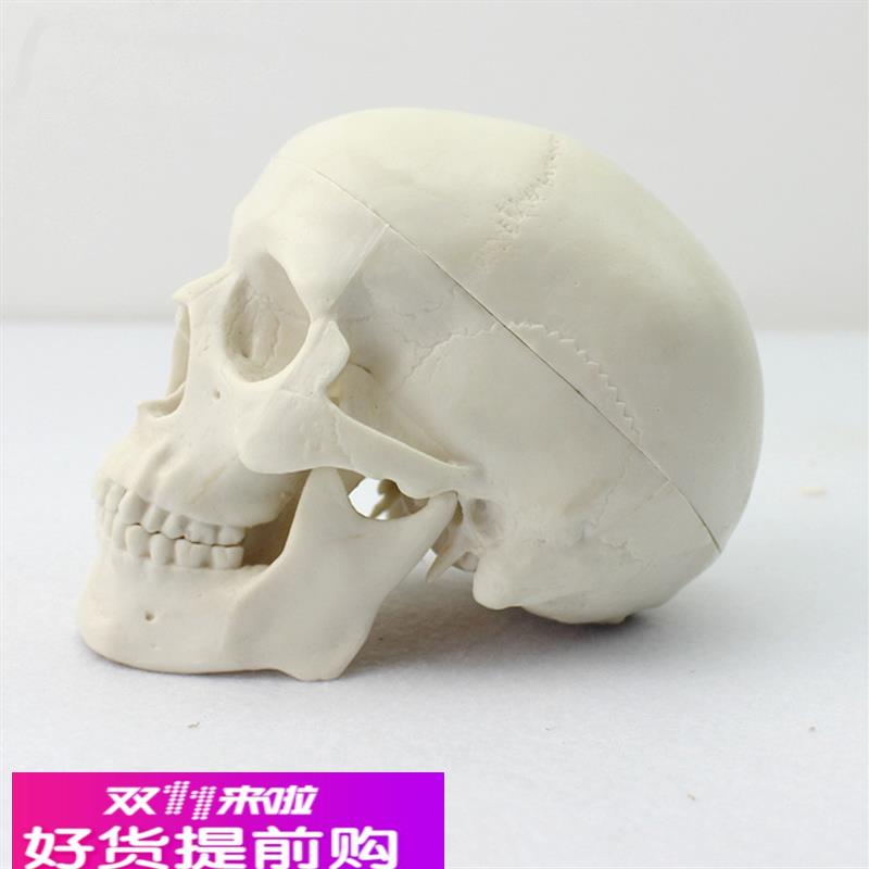ENOVO颐诺 迷你头骨模型医学艺用美术人体绘画头骨头颅骨成人口腔