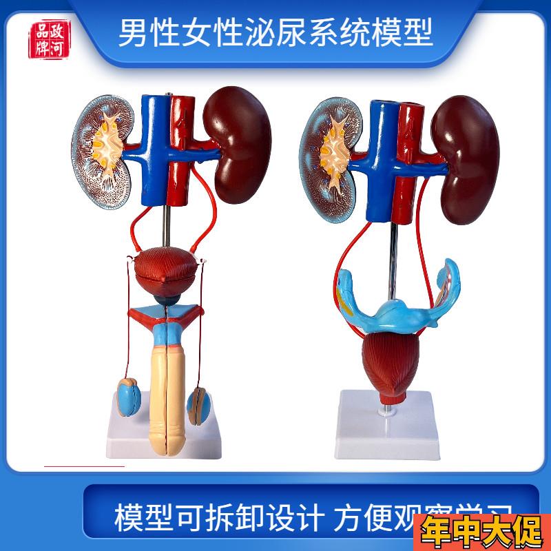 男性女性泌c尿生殖系统模型膀胱输尿管肾脏解剖模具结构造立体教