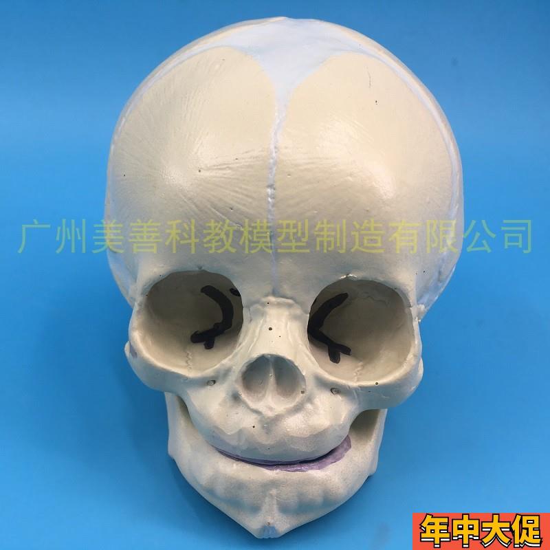 仿真婴儿头颅模型生n物学小头颅头骨标本颅骨幼儿头骨美术素描教