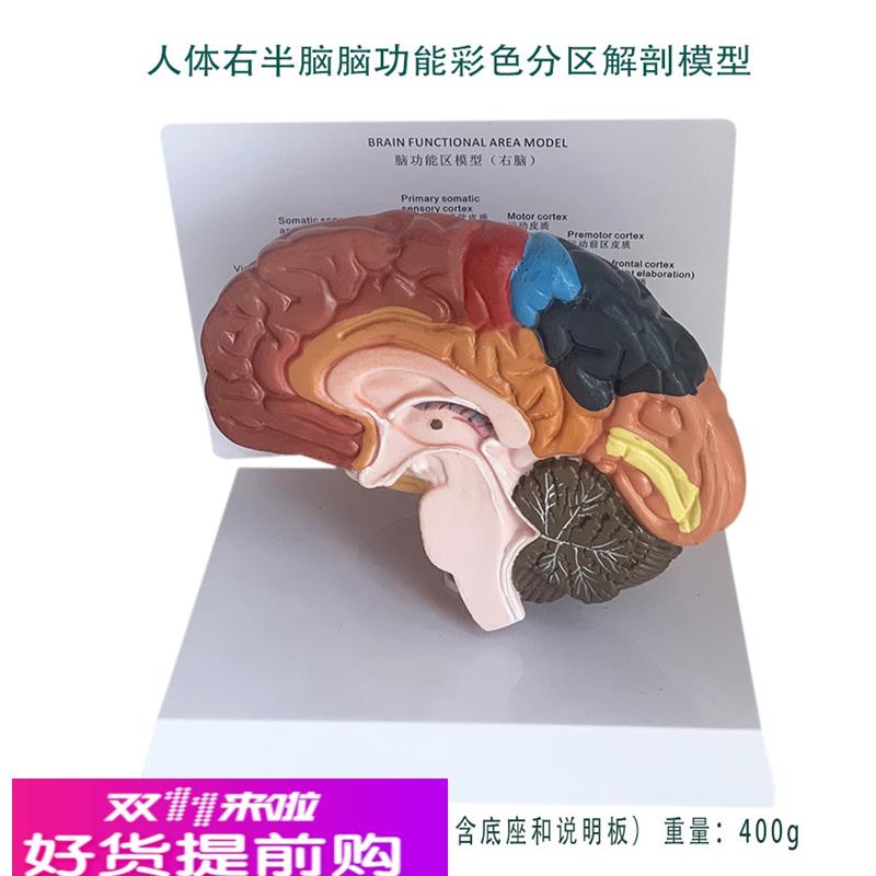人体右半脑脑功能彩色分区解剖模型小脑丘脑脑桥人体教仪医用包邮