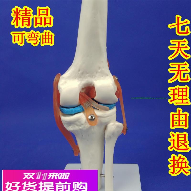 人体膝关节功能模型人体骨骼关节模型膝关节模型膝盖骨髌骨模型